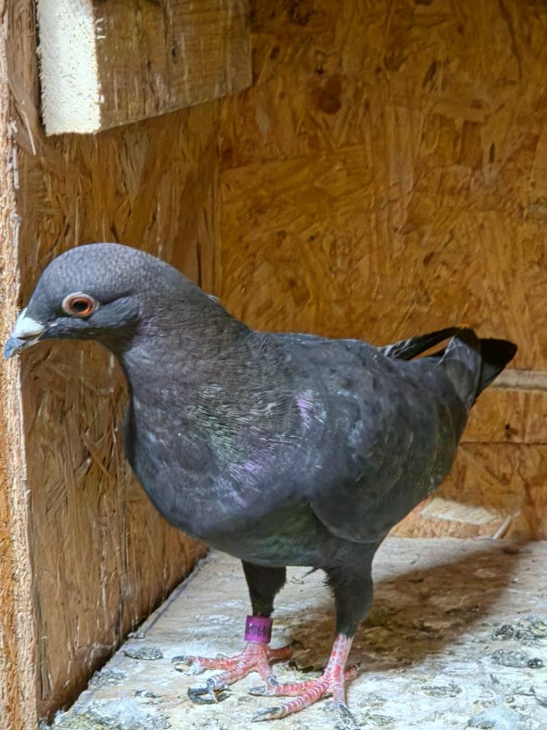 Mooie postduiven, Meerdere dieren, Overige soorten