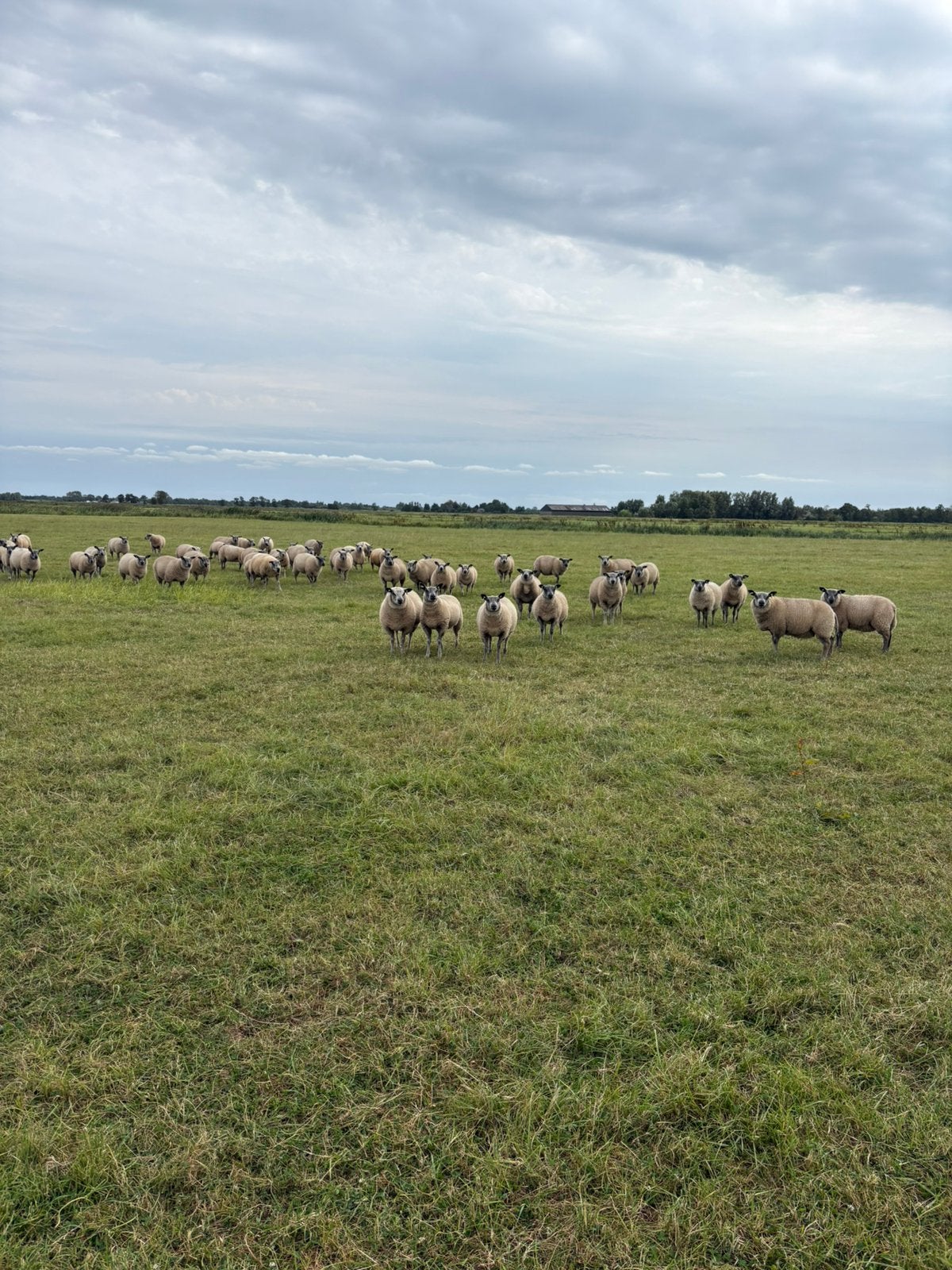 Bleu du Maine x Texelaar, Dieren en Toebehoren, Meerdere dieren, Schaap