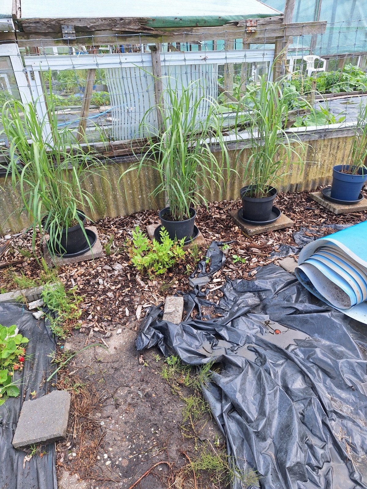 Miscanthus sinensis Andersson in een 12 liter pot., Ophalen, Volle zon, Vaste plant, Siergrassen