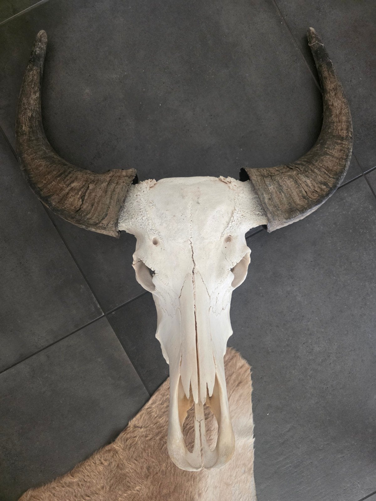 Indrukwekkende buffelschedel met hoorns (60x70 cm), Ophalen, Gebruikt