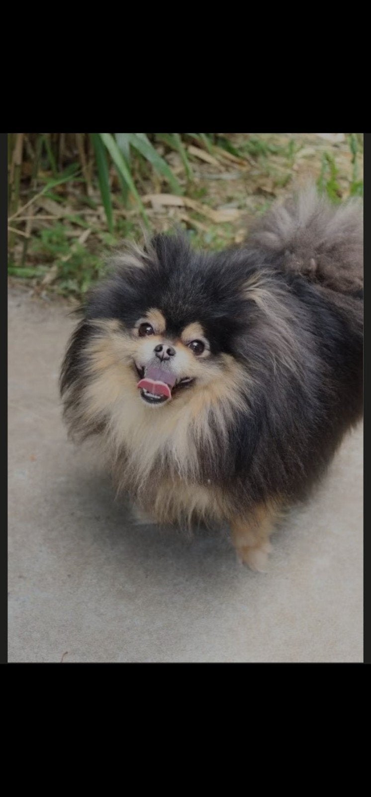 Te Koop – Prachtige Black & Tan Pomeranian Reu, Dieren en Toebehoren, Honden | Poolhonden, Keeshonden en Oertypen, Particulier