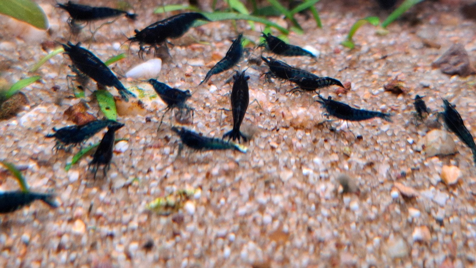 Blauwe garnalen, Dieren en Toebehoren, Vissen | Aquariumvissen, Kreeft, Krab of Garnaal, Zoetwatervis, Schoolvis