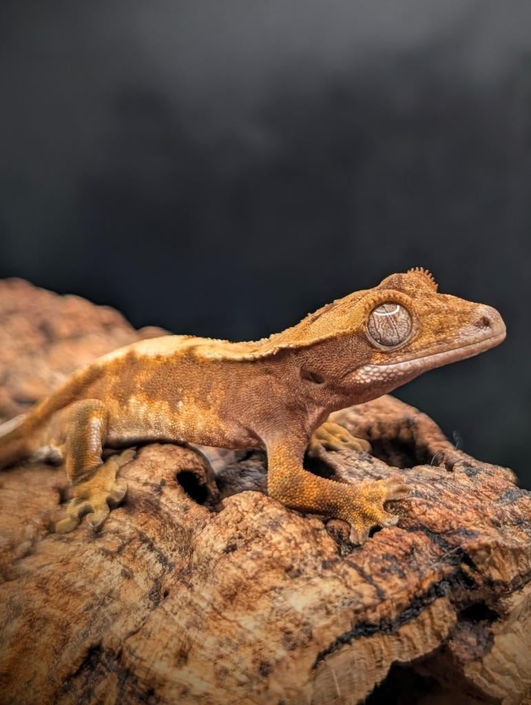 Correlophus ciliatus 0.0.1 jong brick red Harlequin Crested Gecko - female for sale from cosmic nature ‍
