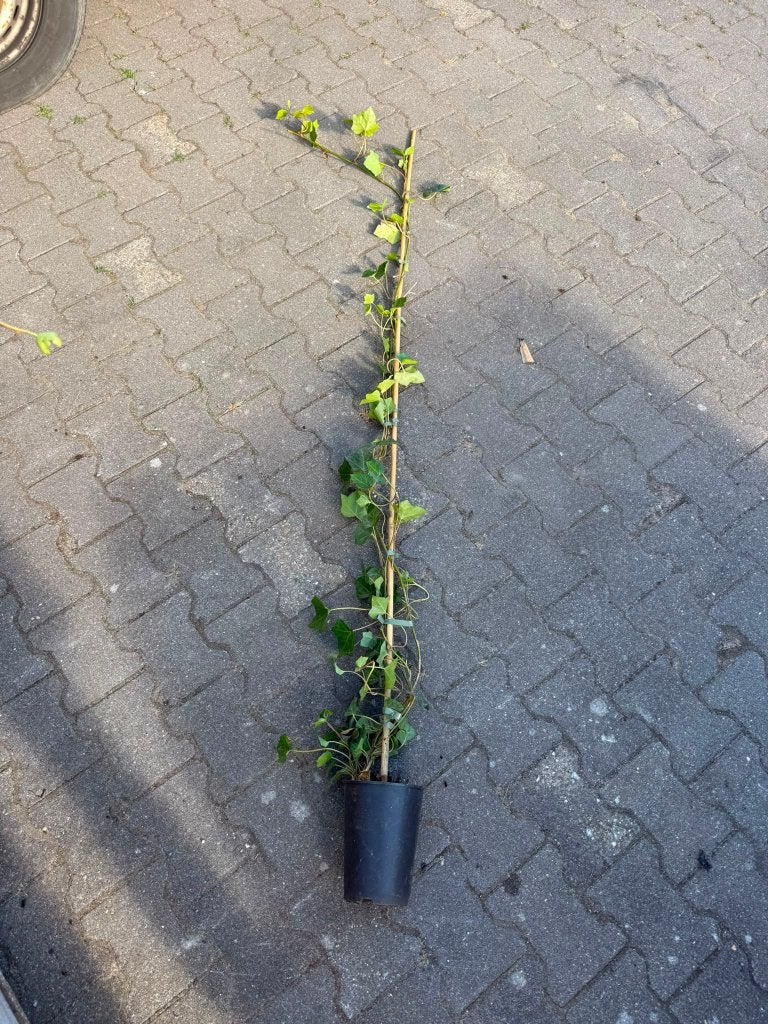 Hedera's (klimop) 150-175 cm, Tuin en Terras, Planten | Tuinplanten, Ophalen, Vaste plant, Bloeit niet, Halfschaduw