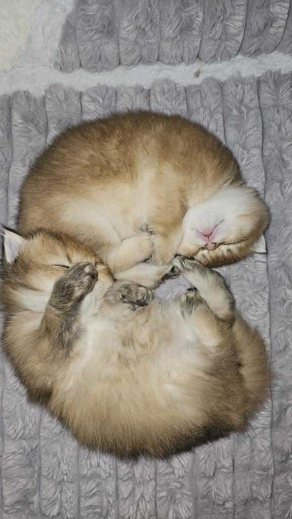 Prachtige black golden shaded British kittens, Poes, Met stamboom, 0 tot 2 jaar