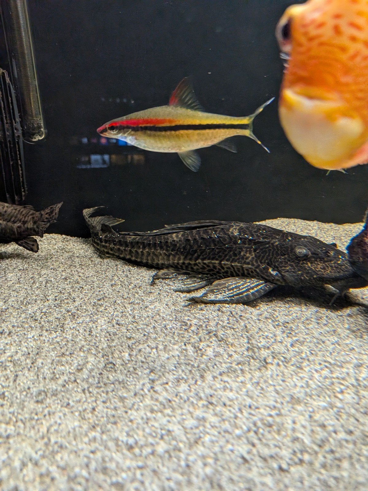 Pleco / Algeneter – prachtige grote meerval, Vis, Zoetwatervis