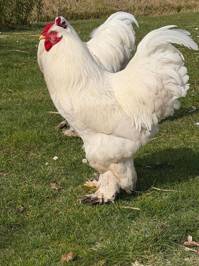Brahma Haan, Dieren en Toebehoren, Pluimvee, Mannelijk, Kip