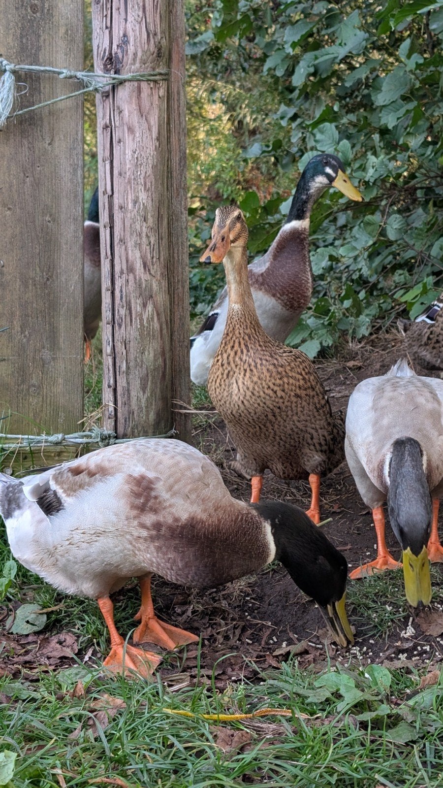 Tamme loopeenden, Dieren en Toebehoren, Meerdere dieren, Eend
