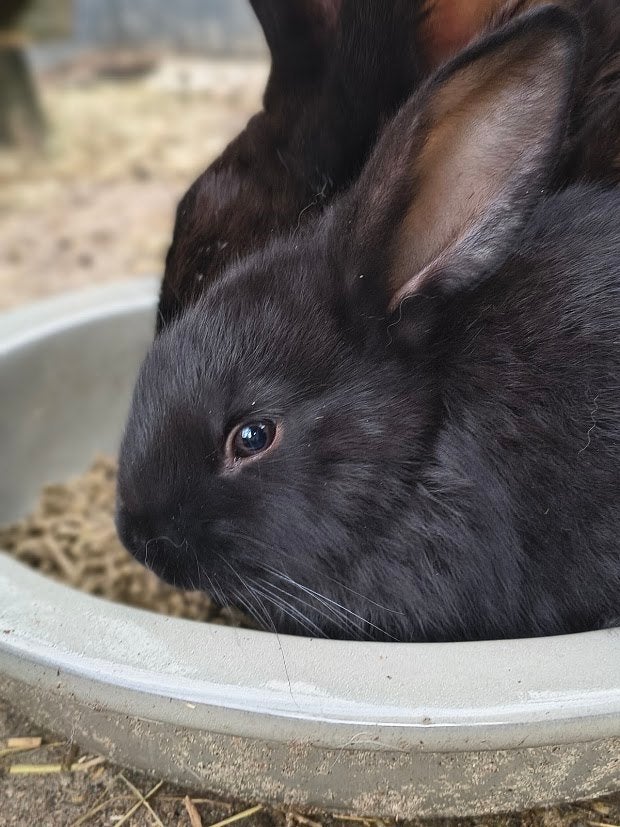Baby konijntjes te koop, Lotharinger x Vlaamse reus, Dieren en Toebehoren, Meerdere dieren, Groot, 0 tot 2 jaar