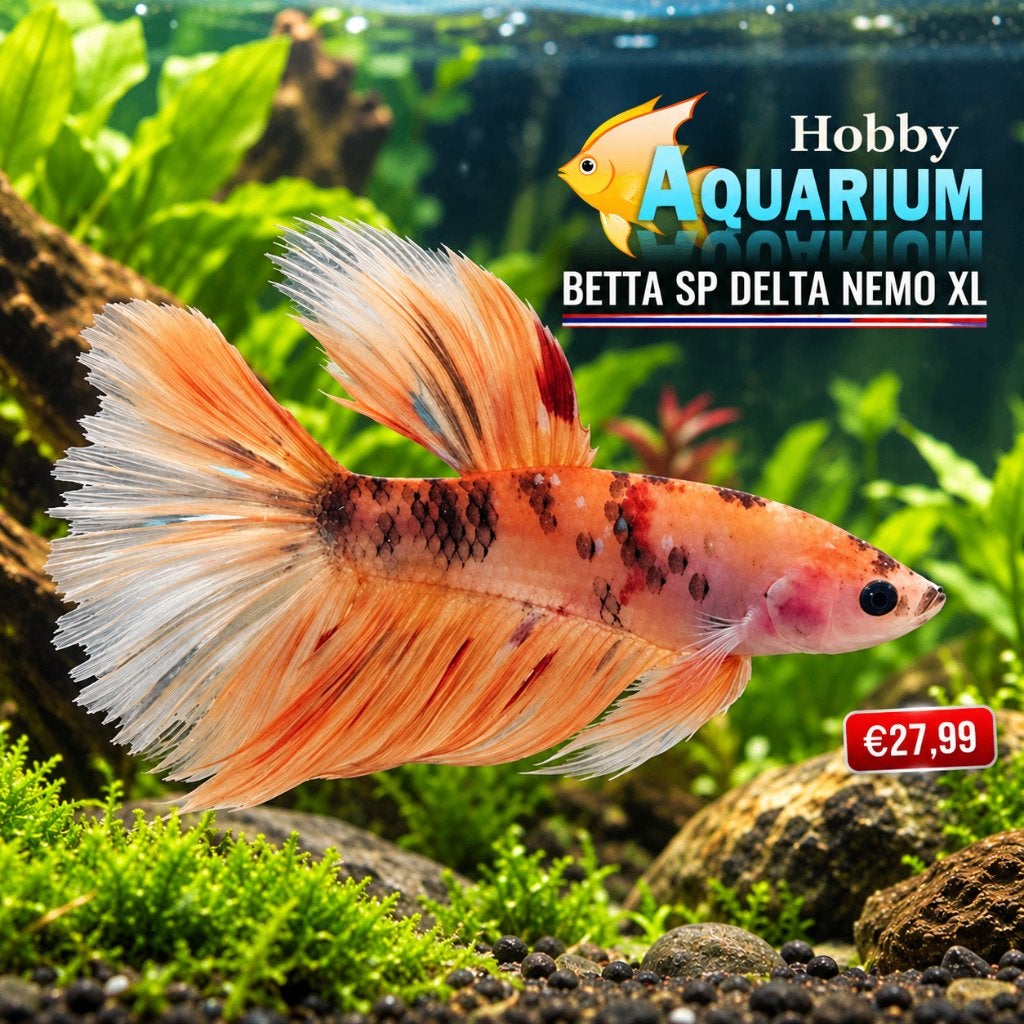 Hobbyaquarium Betta SP Super Delta Nemo xl Zat 17 okt 10/17u, Vis, Zoetwatervis
