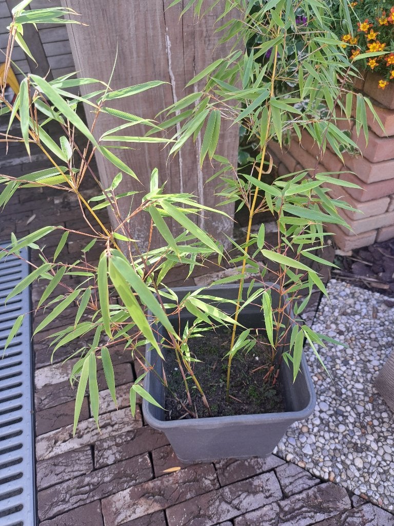 Bamboe, Tuin en Terras, Ophalen, Bloeit niet, Volledige schaduw, Groenteplanten
