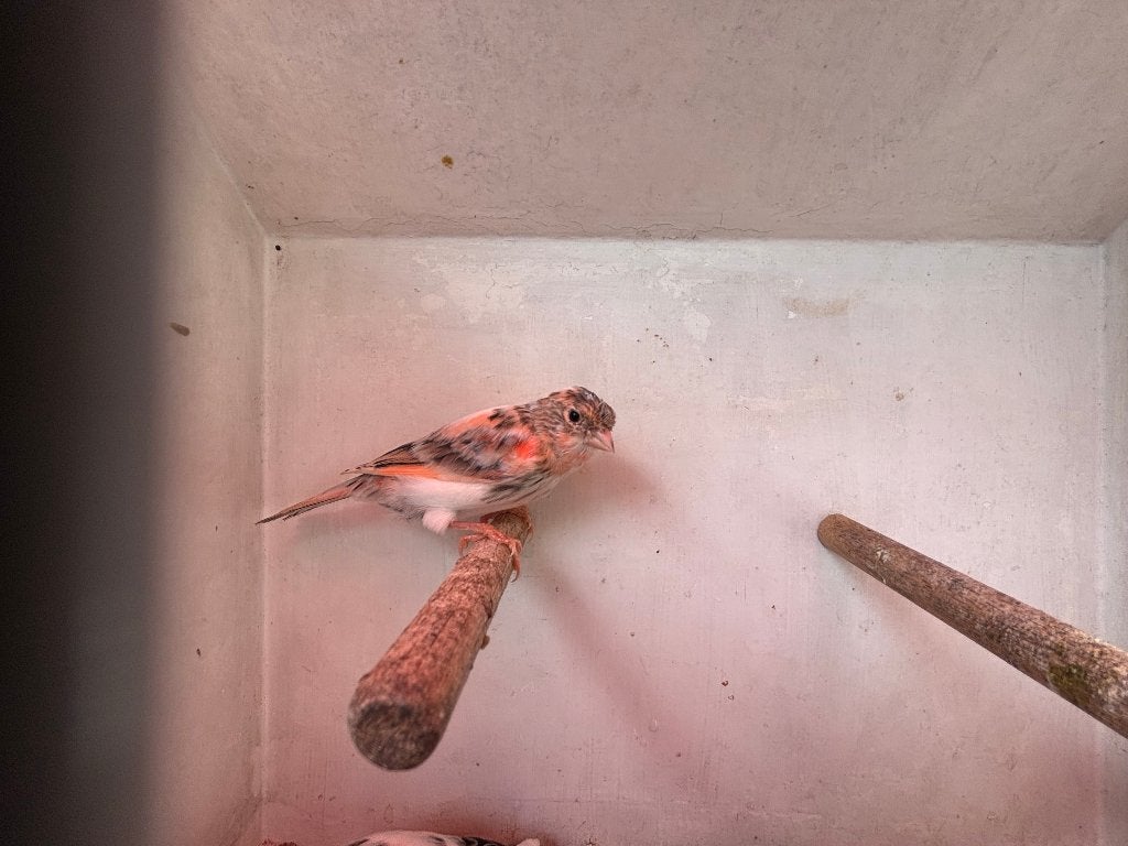 Harlekijn Kanarie, Geslacht onbekend, Kleurkanarie