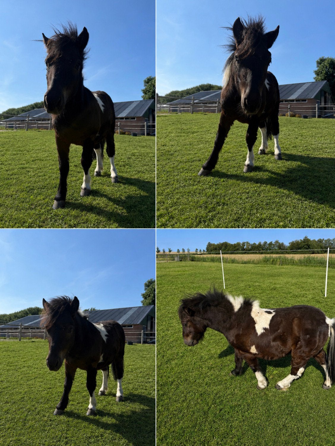 Bonte shetland pony hengstje 1,5 jaar oud, Dieren en Toebehoren, Gechipt, Niet van toepassing, 0 tot 2 jaar, Hengst