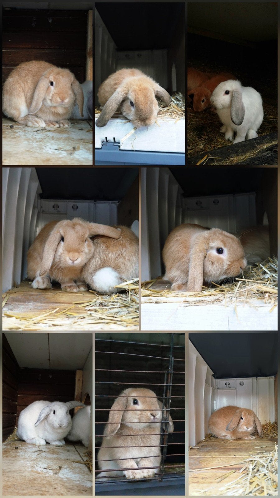 Lieve Nederlandse dwergkonijnen te koop, Dieren en Toebehoren, Meerdere dieren, Middelgroot, Hangoor, 0 tot 2 jaar