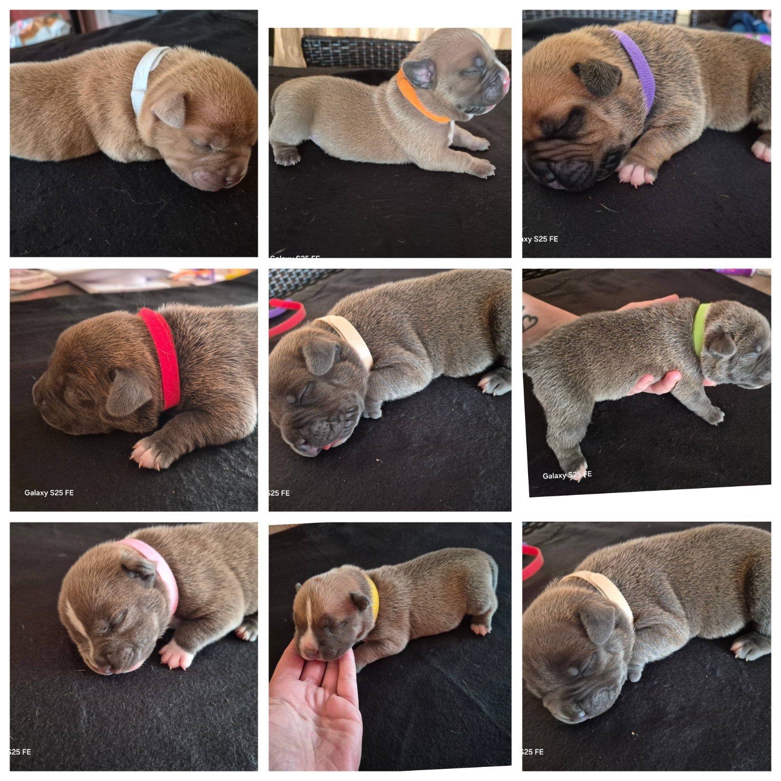 American bully pocket pups, Dieren en Toebehoren, Parvo, Overige rassen, 8 tot 15 weken, Meerdere
