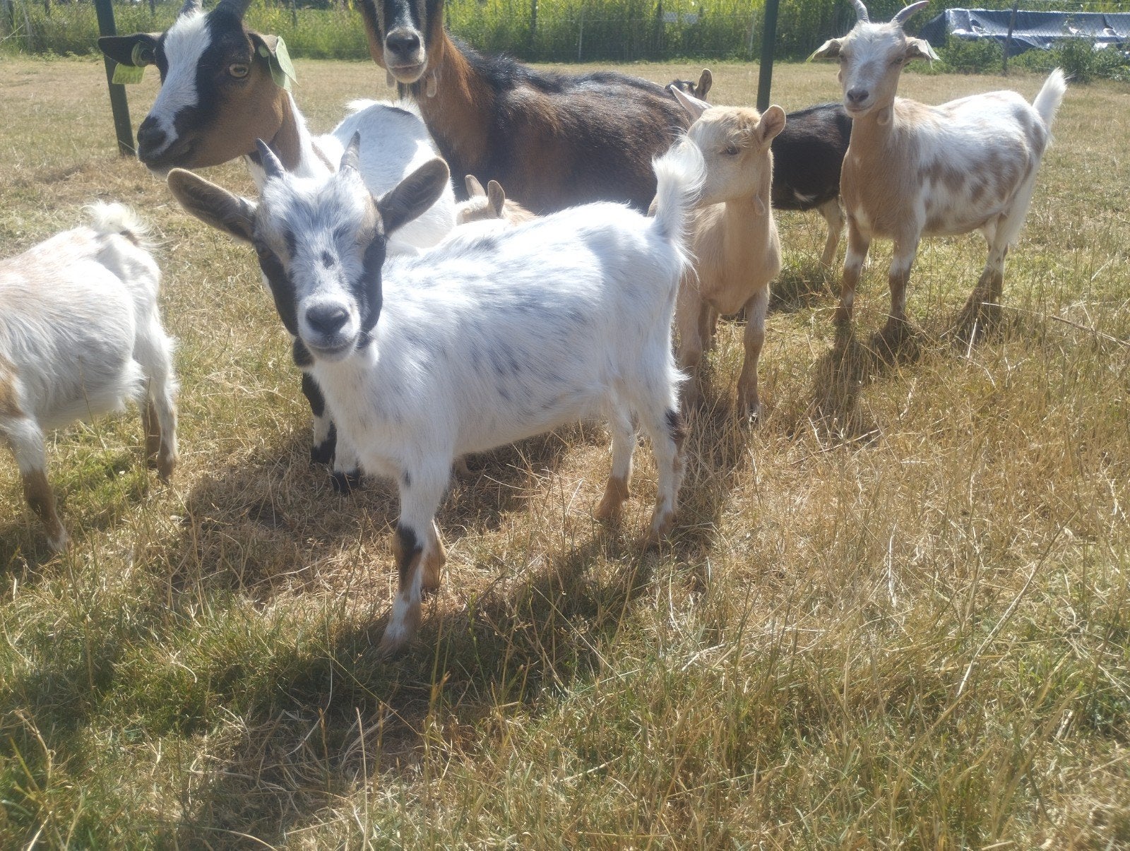 Dwerggeiten, Dieren en Toebehoren, Vrouwelijk, Geit