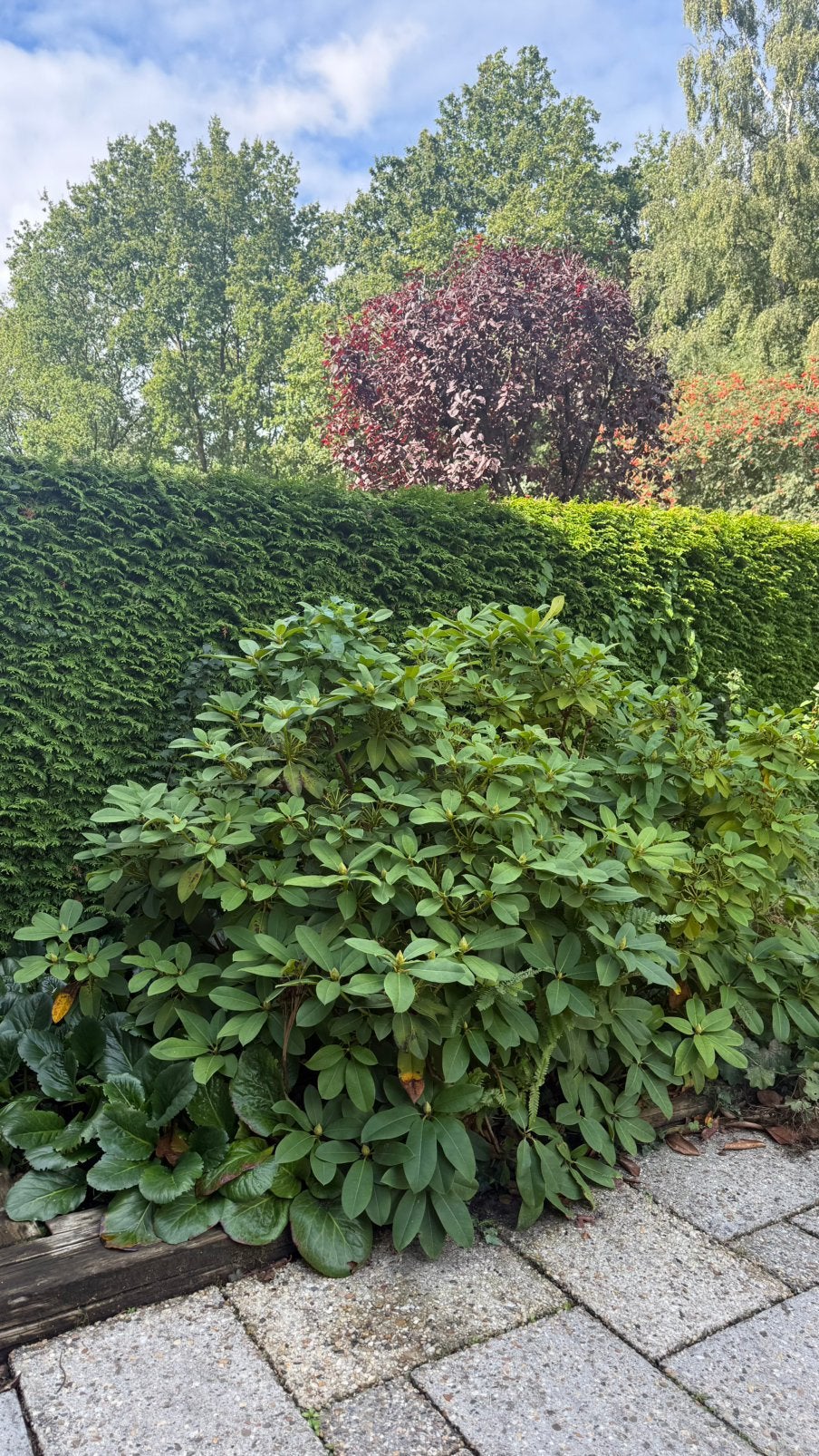 rhododendron, Tuin en Terras, Planten | Struiken en Hagen, Ophalen, Rhododendron, Struik, Minder dan 100 cm