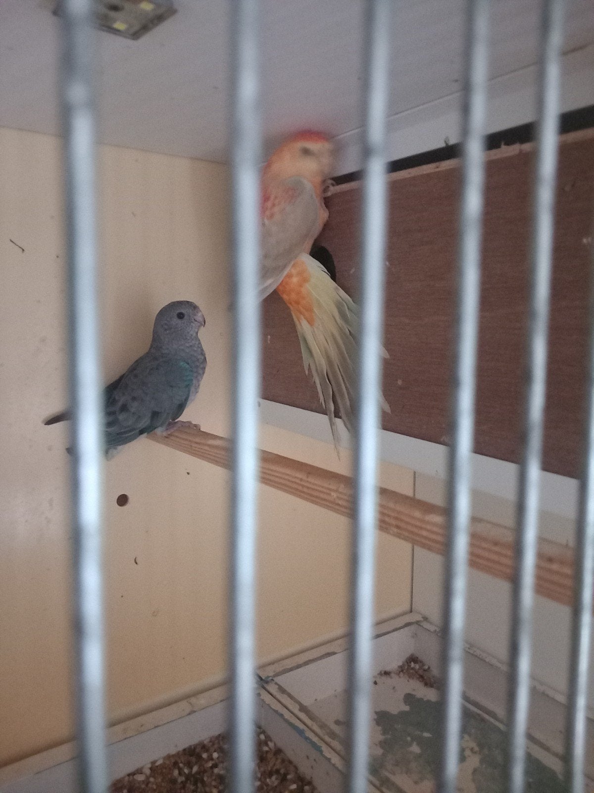 vogels roodruggen