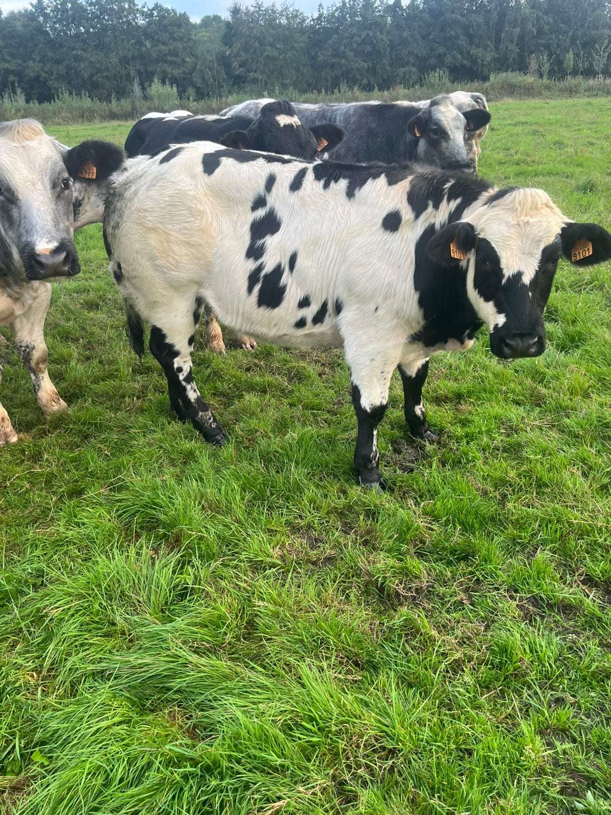8 Super dikbilpinken en 3 dikbil stierkalveren, Dieren en Toebehoren, Vrouwelijk