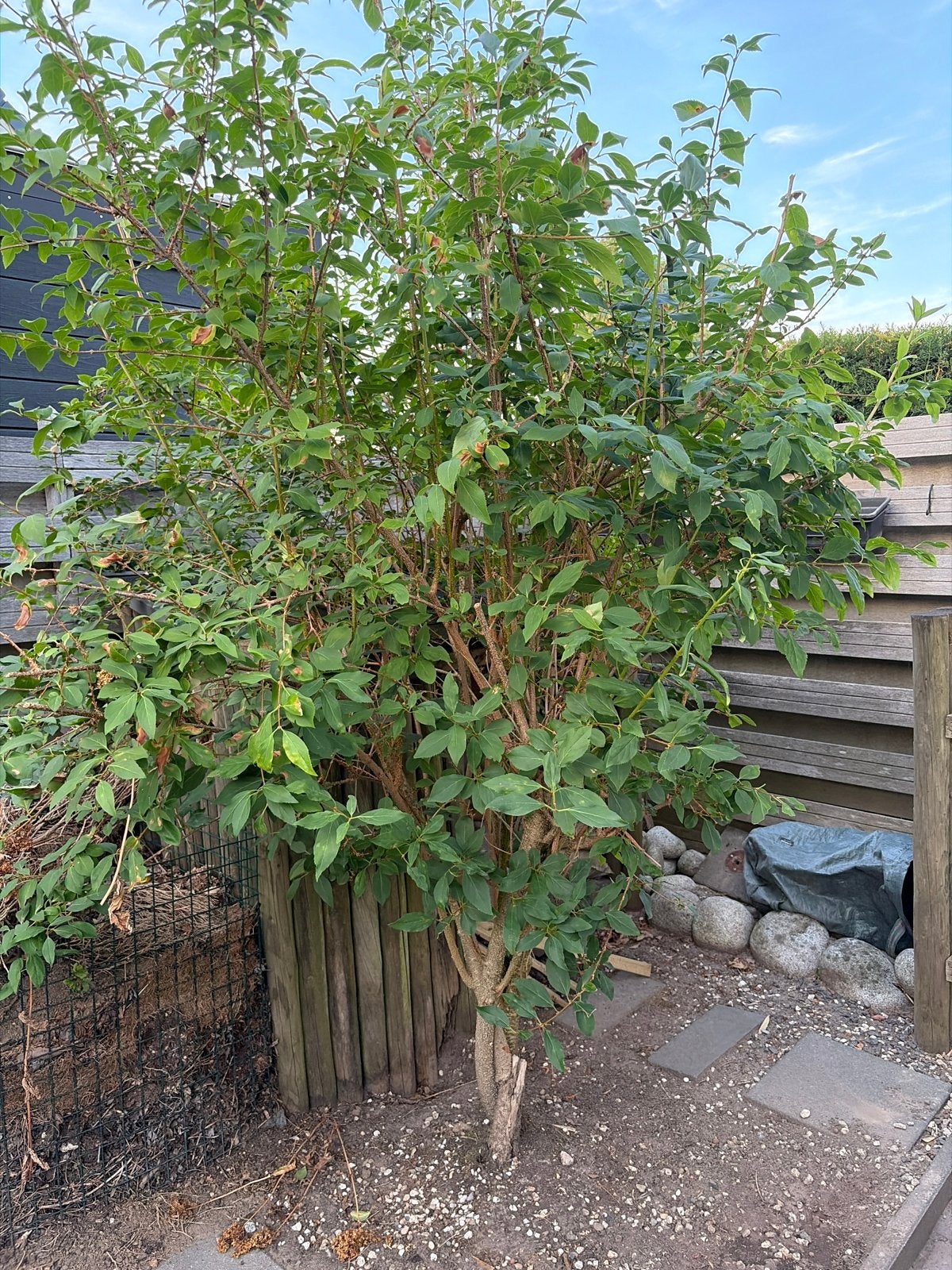 Forsythia struik / boom meerstammig - bloeier voor uw tuin, Tuin en Terras, Planten | Struiken en Hagen, Ophalen, Overige soorten