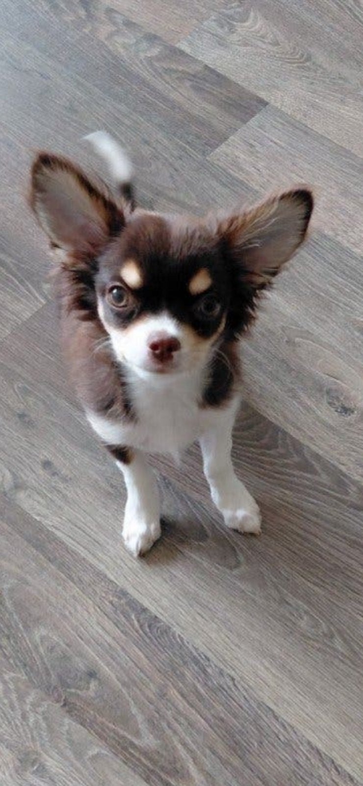 Chihuahua x pinscher _+3kilo.half lang hair, 15 weken tot 1 jaar, Reu, Parvo, Eén hond
