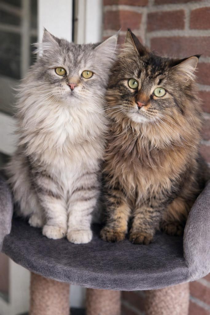 Noorse x Siberische boskat kittens, Dieren en Toebehoren, Meerdere dieren, Gechipt, 0 tot 2 jaar