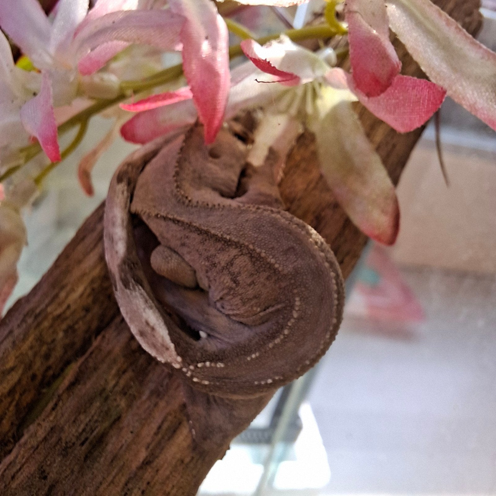 Baby wimpergekko inclusief nieuw ingericht terrarium, Dieren en Toebehoren, Hagedis, 0 tot 2 jaar