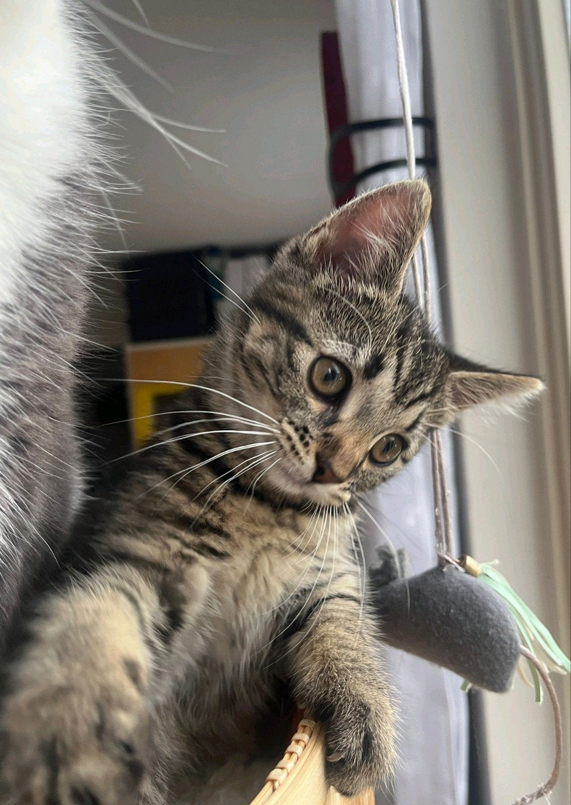 Prachtige Britse korthaar X Blauwerus kitten, poesje, tabby, Dieren en Toebehoren, Katten en Kittens | Raskatten | Korthaar, Poes