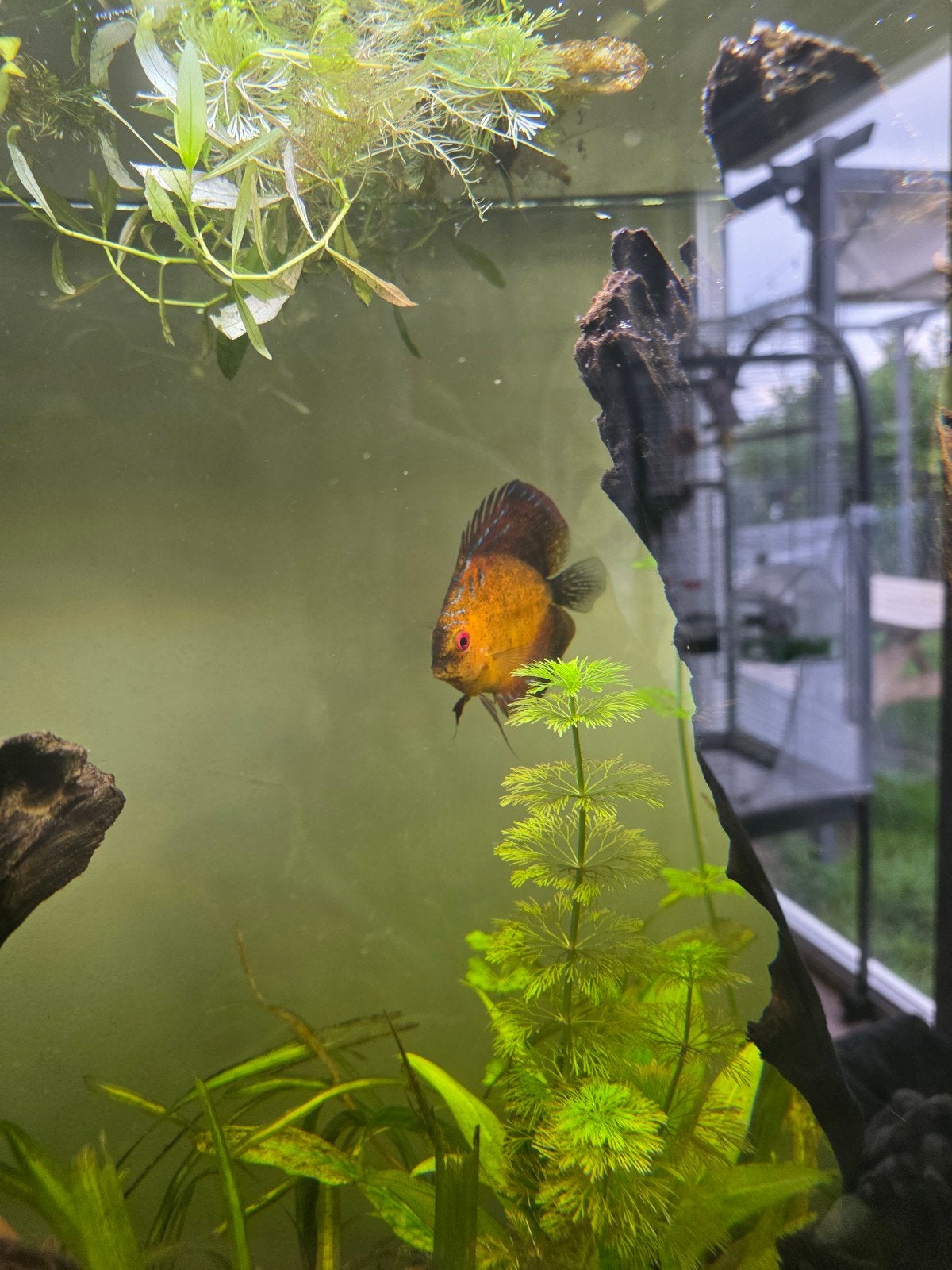 discusvissen te koop, Dieren en Toebehoren, Vis, Zoetwatervis, Schoolvis