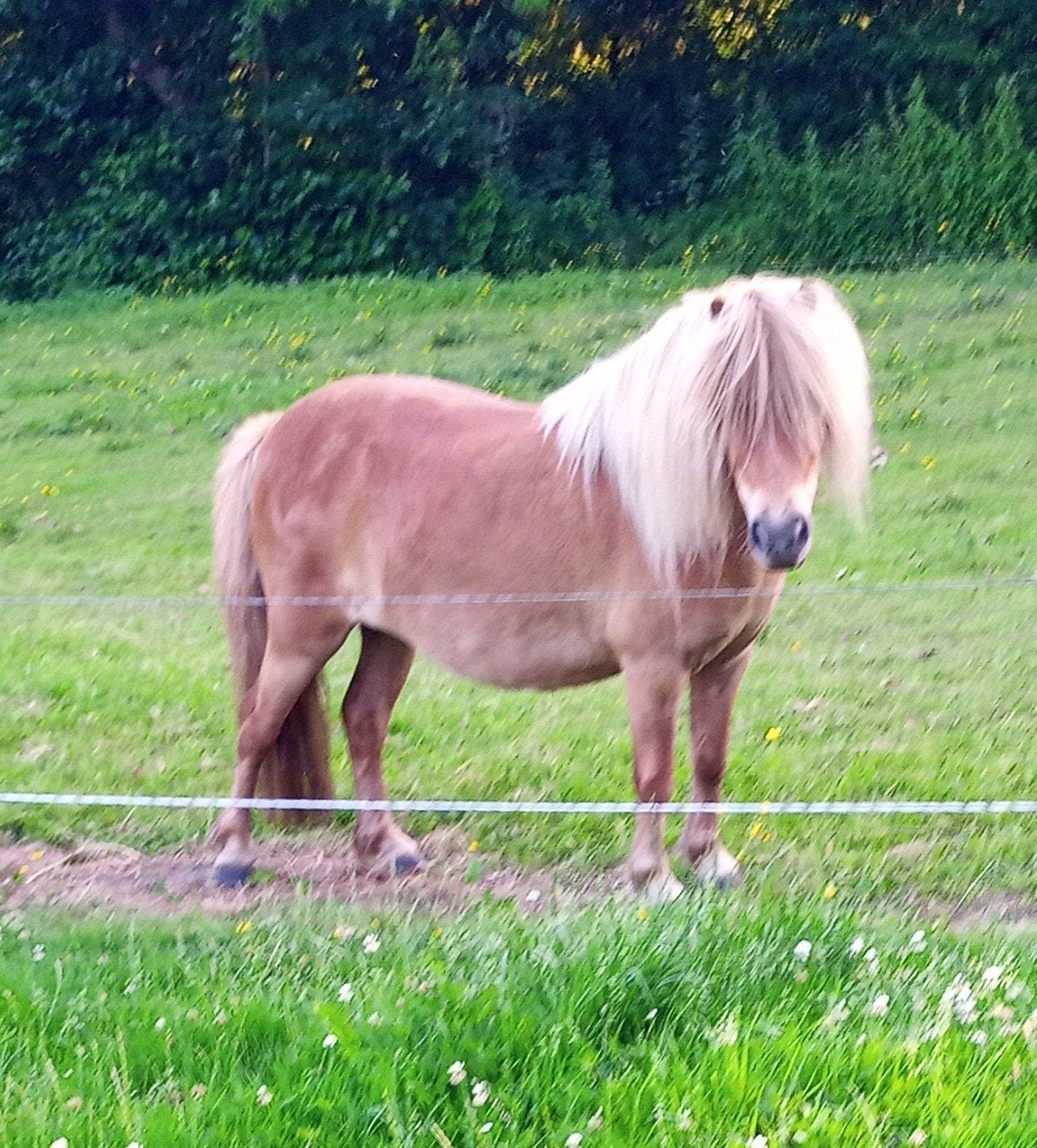3 NSPS Shetland merrie's, Dieren en Toebehoren, Merrie, Met stamboom, Niet van toepassing, A pony (tot 1.17m)