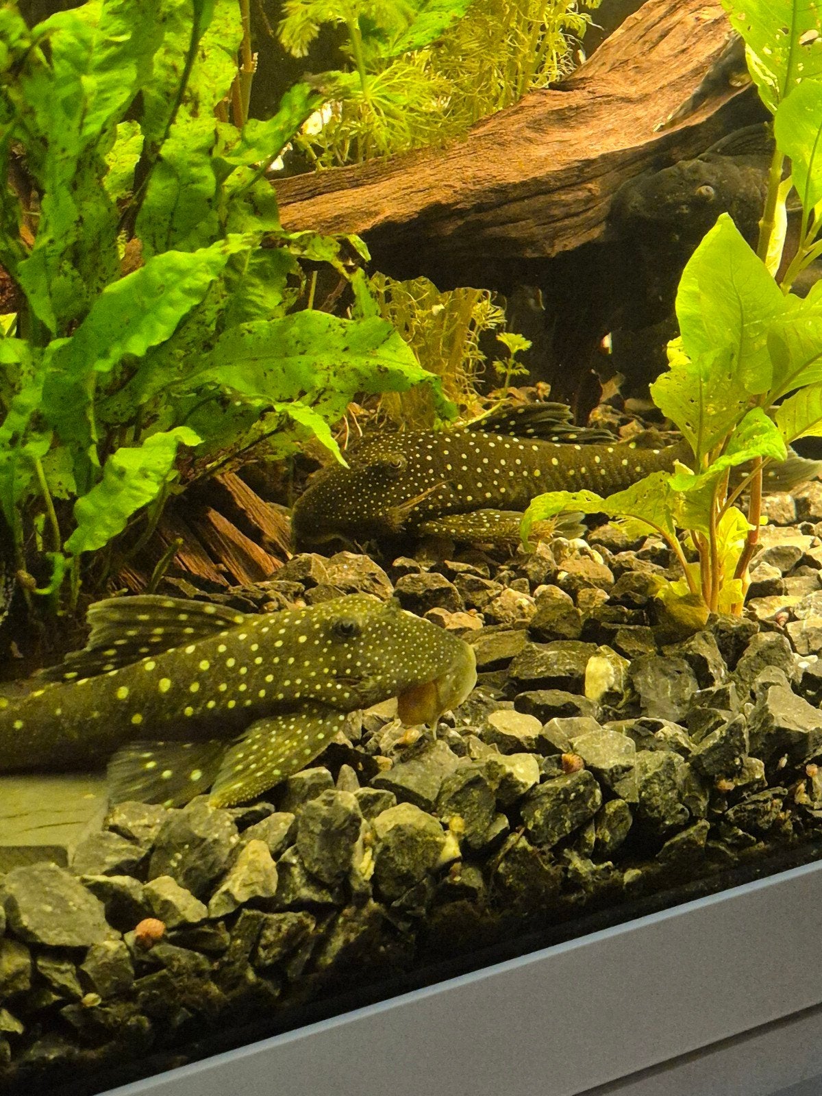 2 stuks L200 green Phantom Pleco koppel, Dieren en Toebehoren, Vis