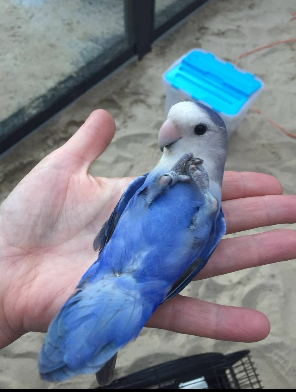 Handtamme agapornis dwergpapegaai baby lovebird, Geslacht onbekend, Dwergpapegaai of Agapornis, Tam