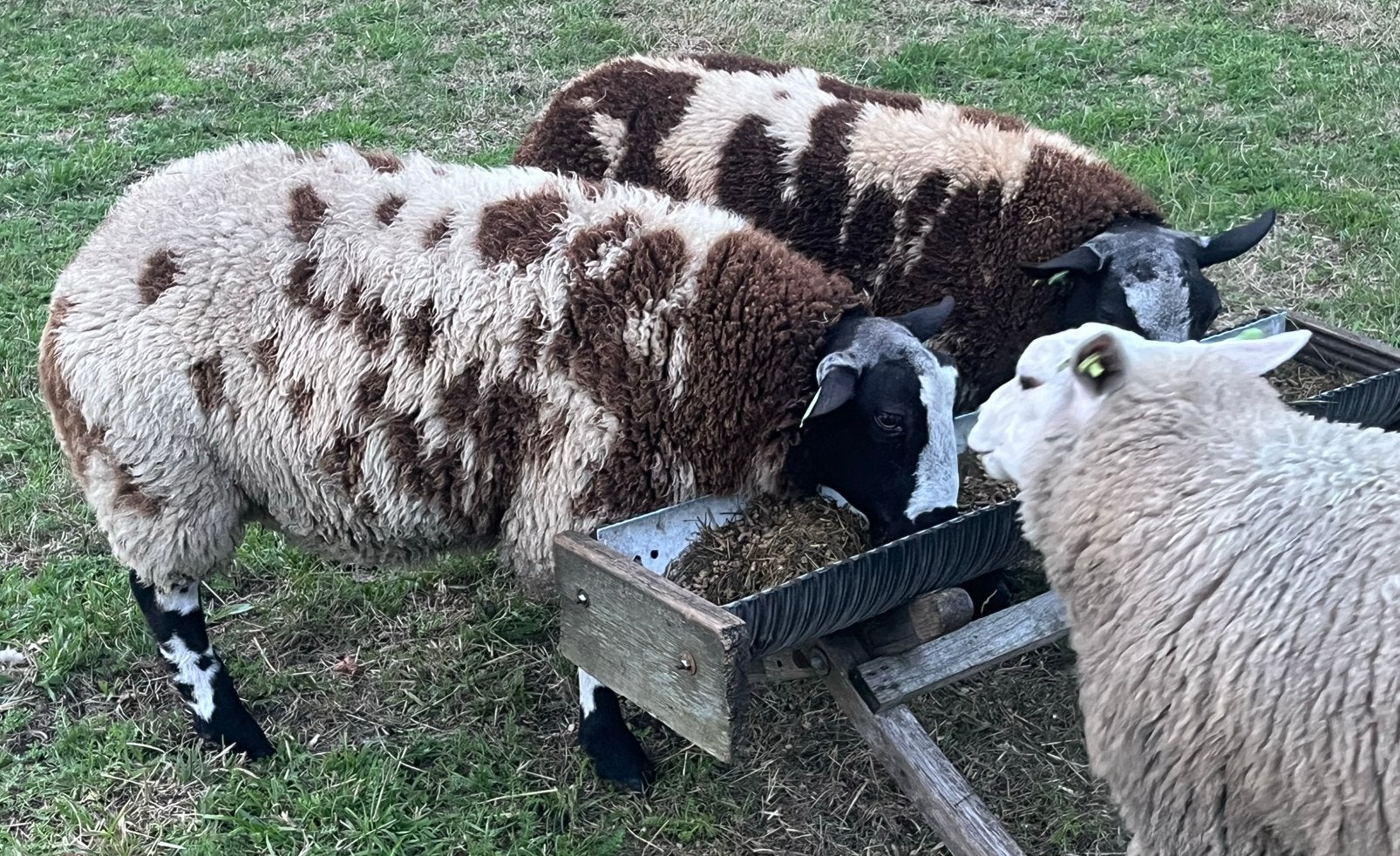 Bonte dekrammen, Dieren en Toebehoren, Schapen, Geiten en Varkens, Mannelijk, Schaap, 0 tot 2 jaar