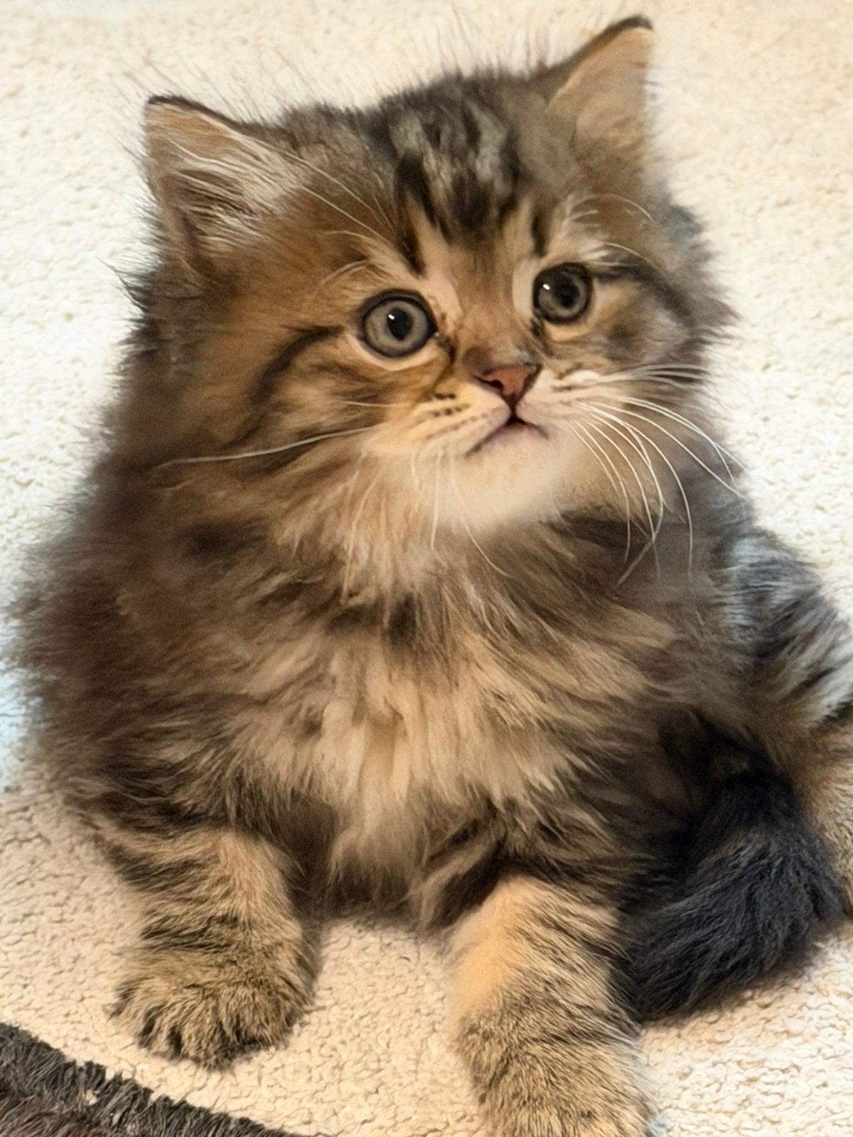 Britse korthaar mix kittens – lief & speels, Dieren en Toebehoren, Katten en Kittens | Raskatten | Korthaar, Meerdere dieren, Ontwormd