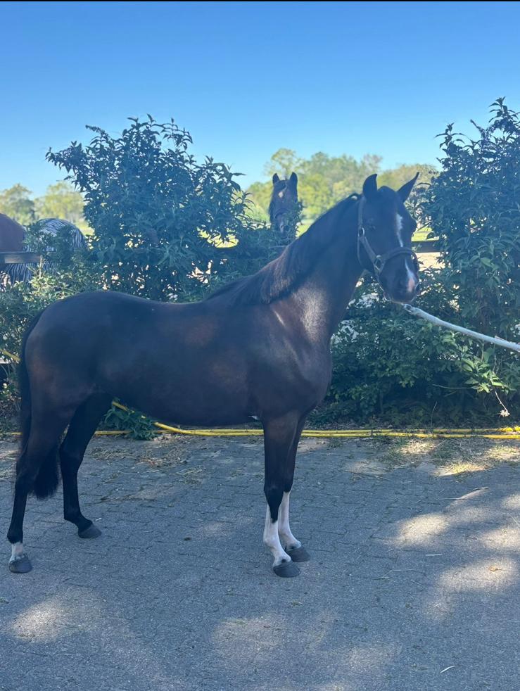 Kinderpony welsh sectie B merrie, Ophalen of Verzenden