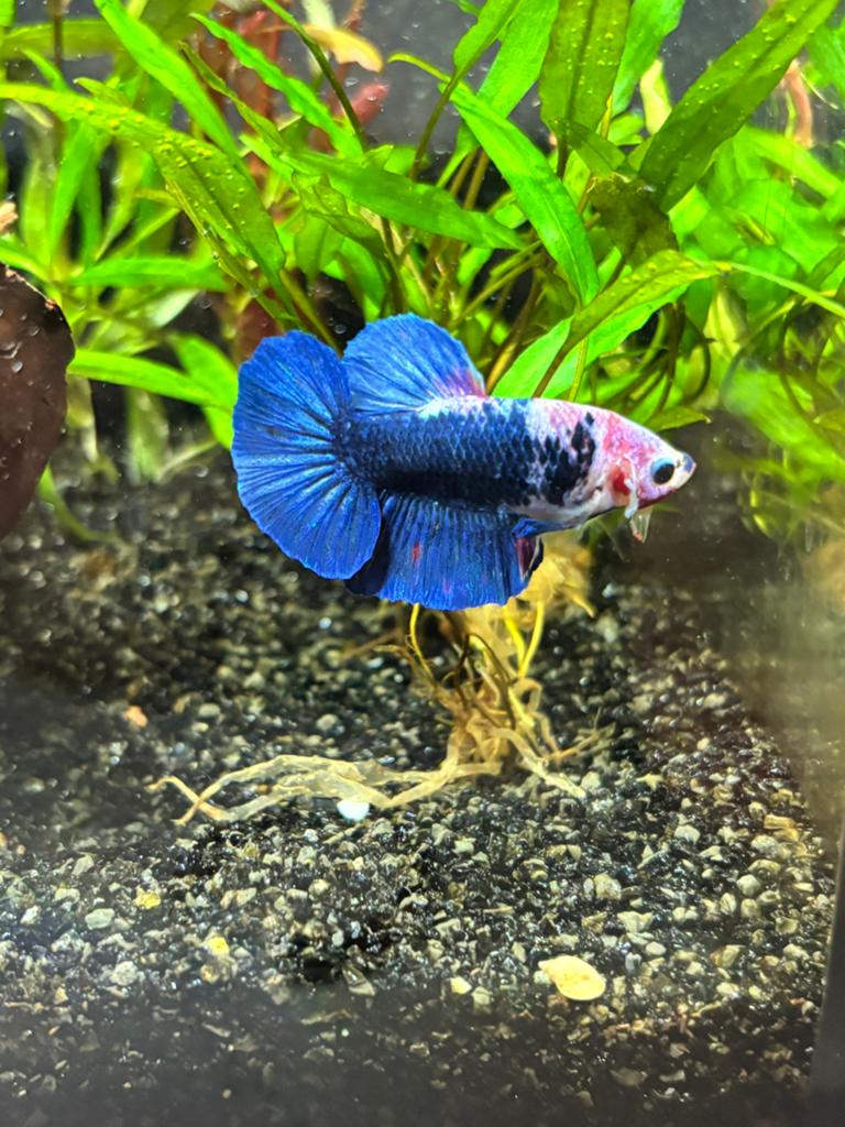 Marble betta siamese kempvis blauw plakat man, Dieren en Toebehoren, Vis