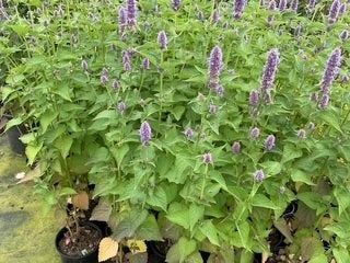 Agastache 'Blue Fortune' (Dropplant), Volle zon, Vaste plant, Zomer, Ophalen