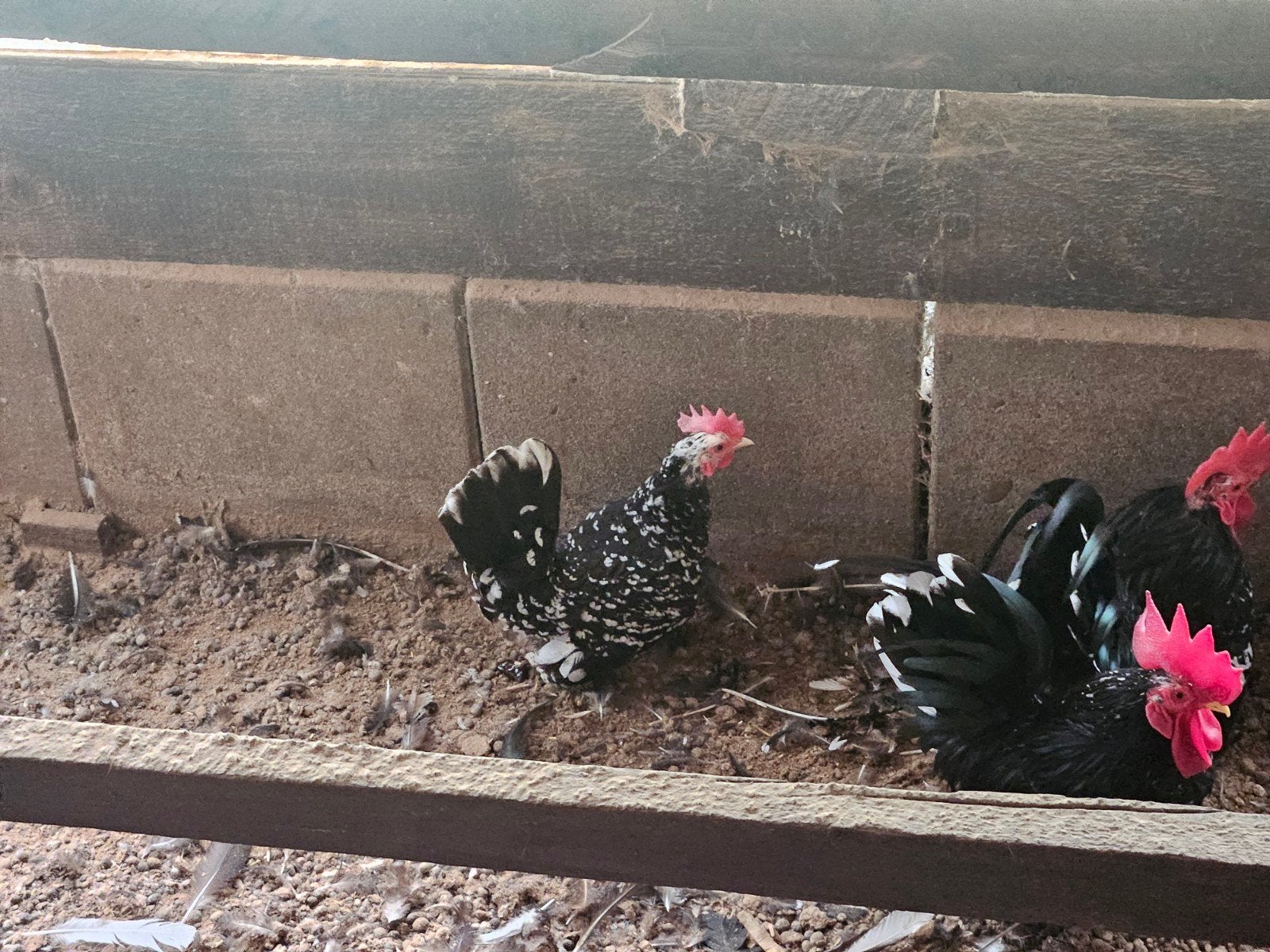 chabo hennen te koop, Dieren en Toebehoren, Pluimvee, Vrouwelijk, Kip