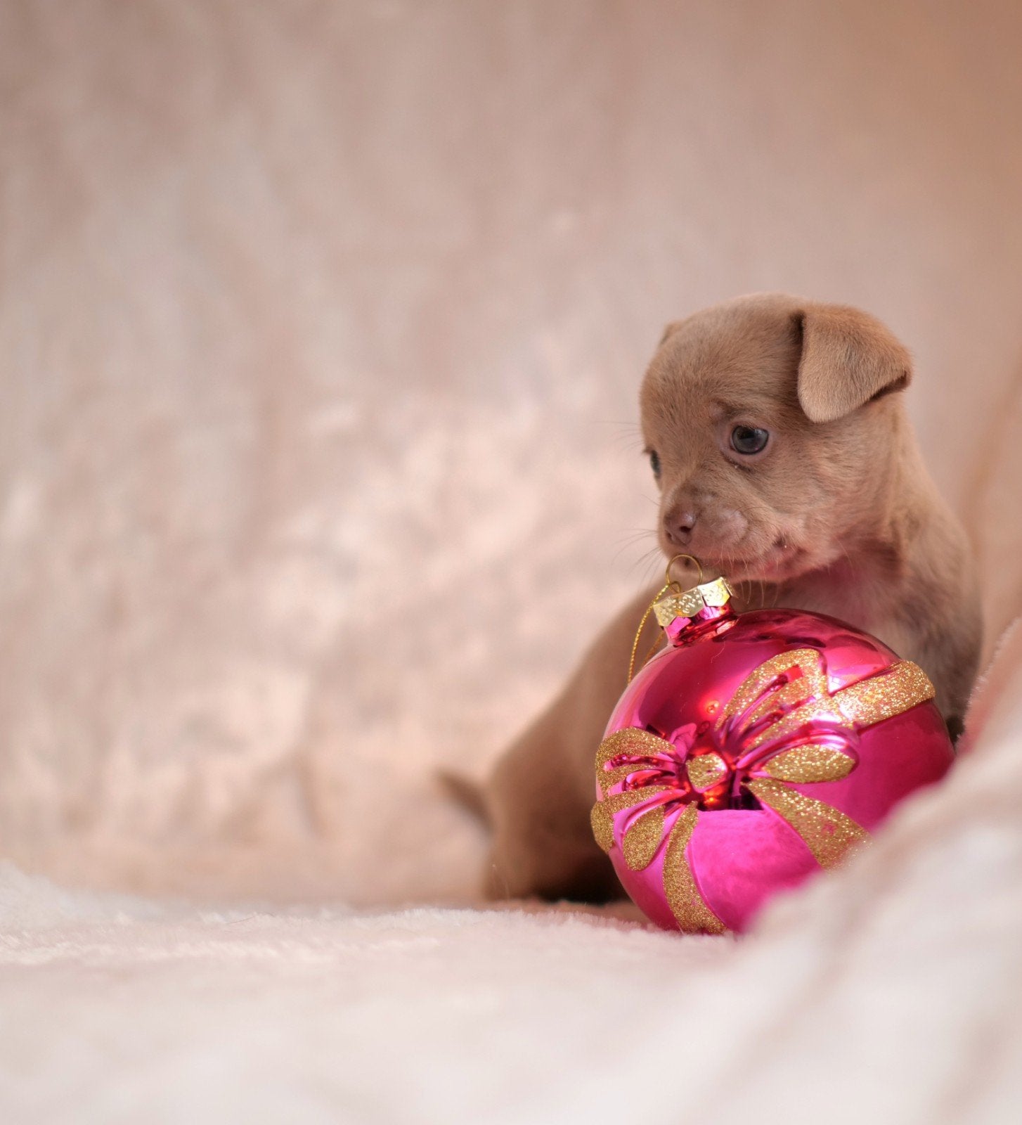 🩷 prachtig Lilac chihuahua teefje pup puppy 7 weken 🩷, 8 tot 15 weken, Teef, Meerdere, Chihuahua