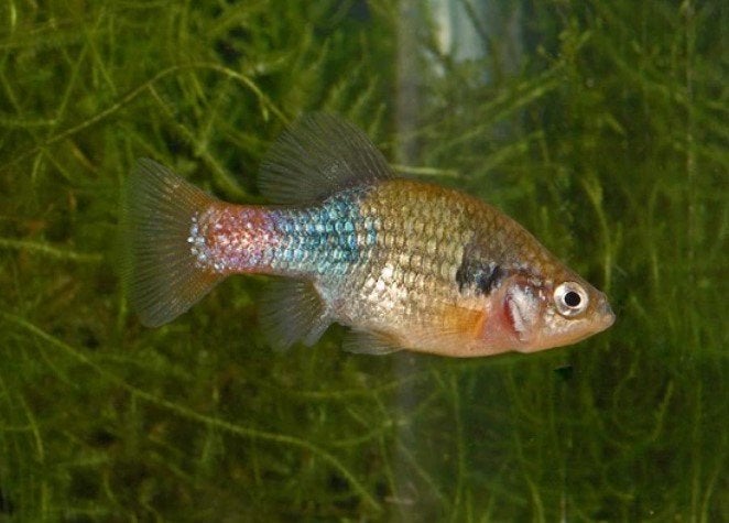 Levendbarende visjes guppen xenotoca's, Dieren en Toebehoren, Vissen | Aquariumvissen, Vis, Zoetwatervis
