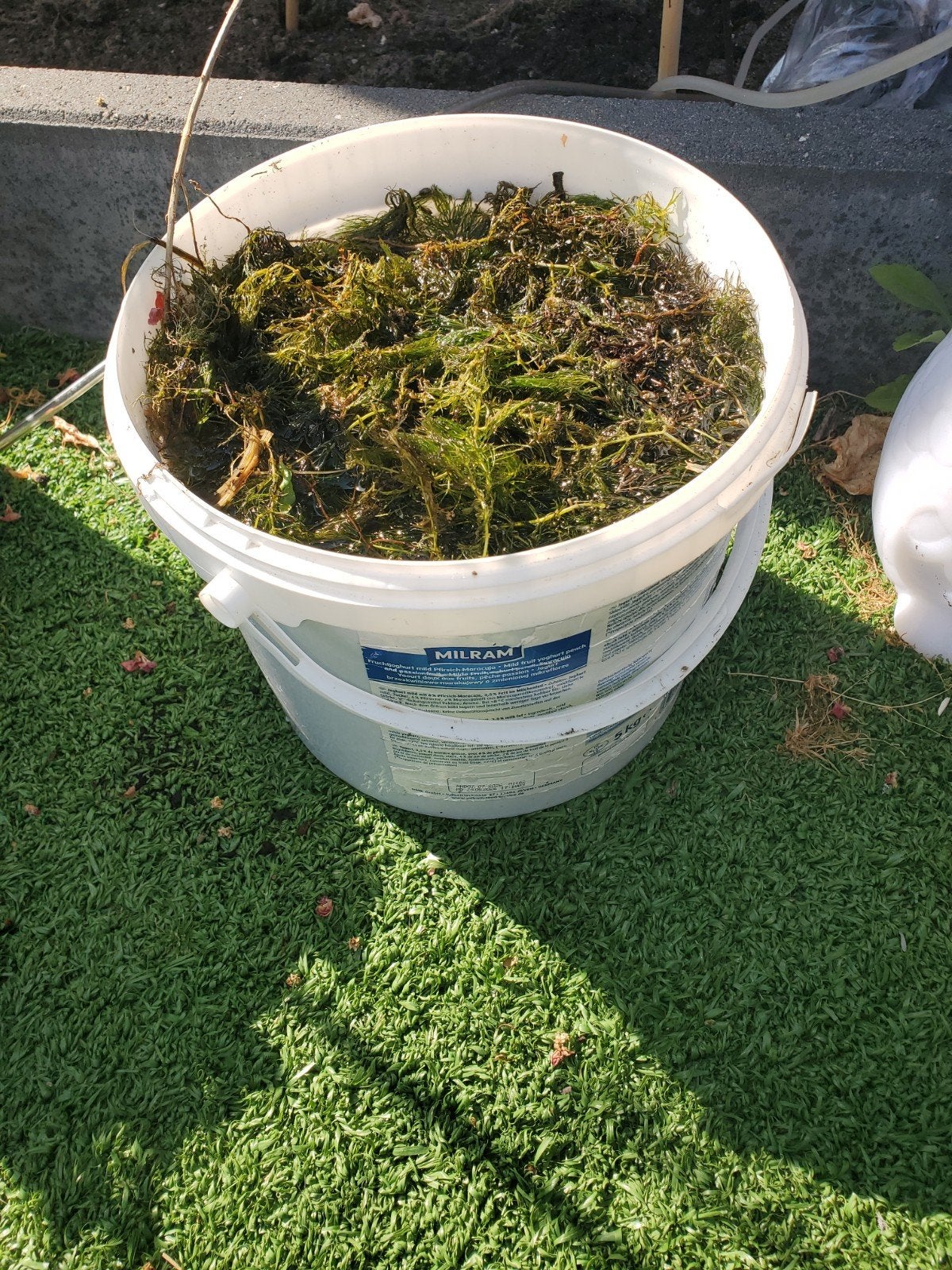 Emmer vol met hoornblad voor de vijver, Tuin en Terras, Vijvers, Ophalen