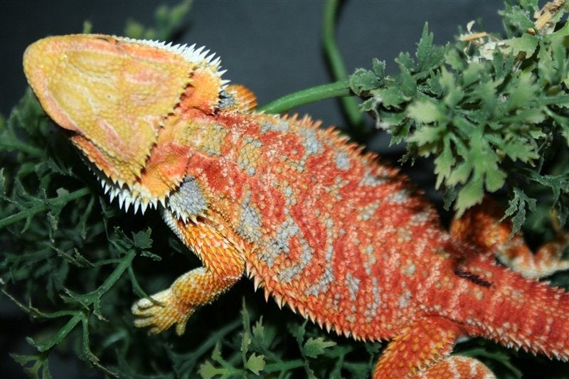 Baardagamen Bearded Dragons Red Bleu-tiger Hypo Trans Bearded Dragon photo 4