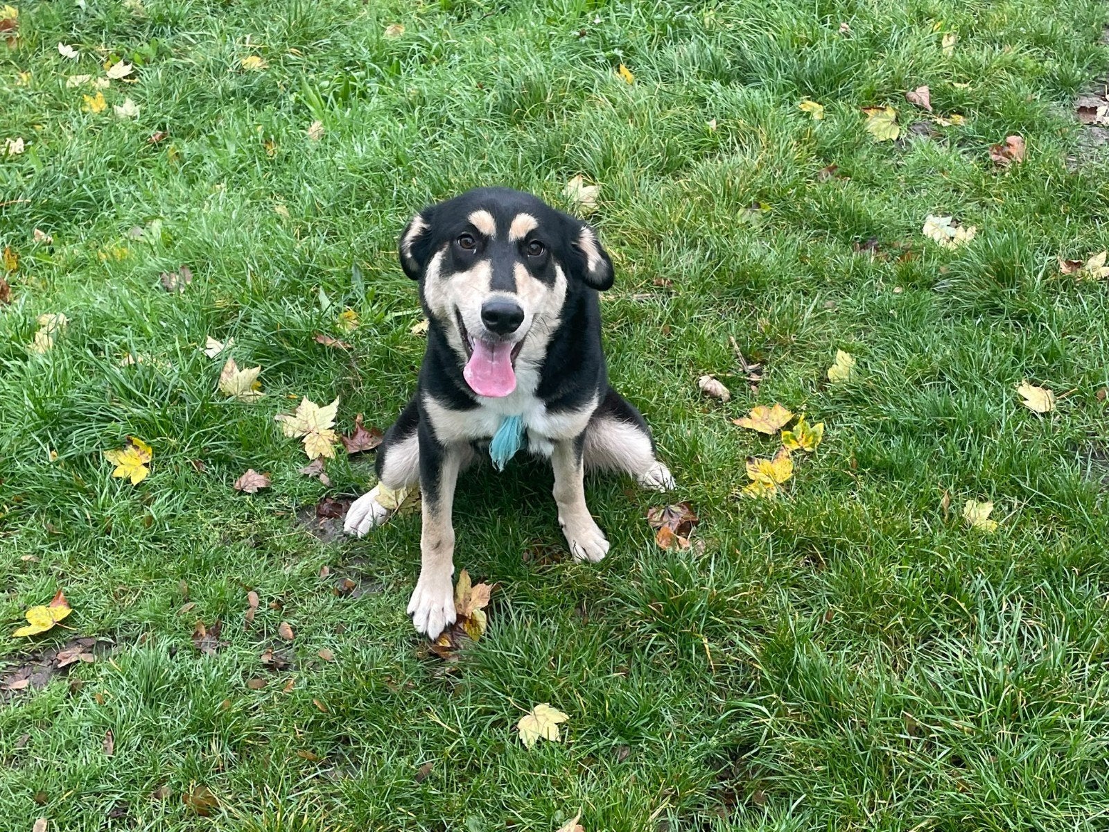 Ik zoekt een nieuwe baasje, 15 weken tot 1 jaar, Teef, Eén hond, CDV (hondenziekte)