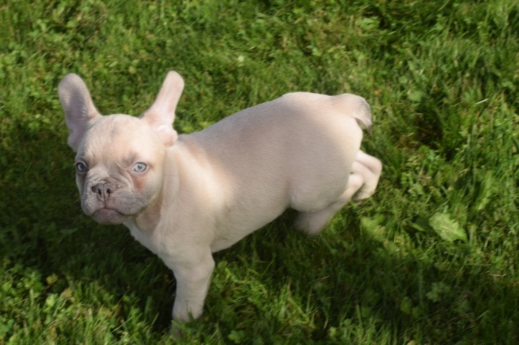Franse bulldog pup, Dieren en Toebehoren, 15 weken tot 1 jaar, Buitenland, Bulldog, Meerdere