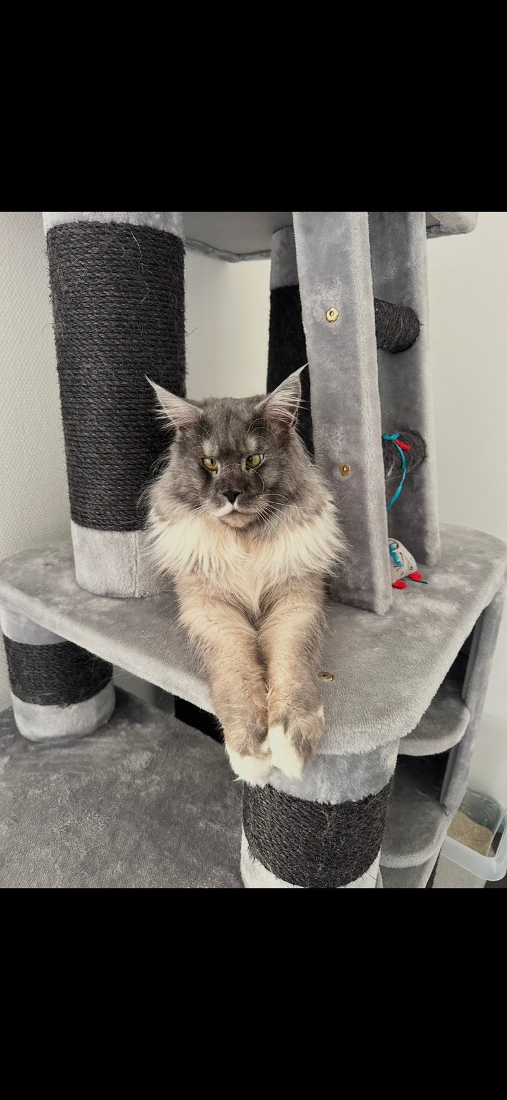 Maine Coon XXL kater – bijna 3 jaar oud, Dieren en Toebehoren, Kater, Met stamboom, 3 tot 5 jaar