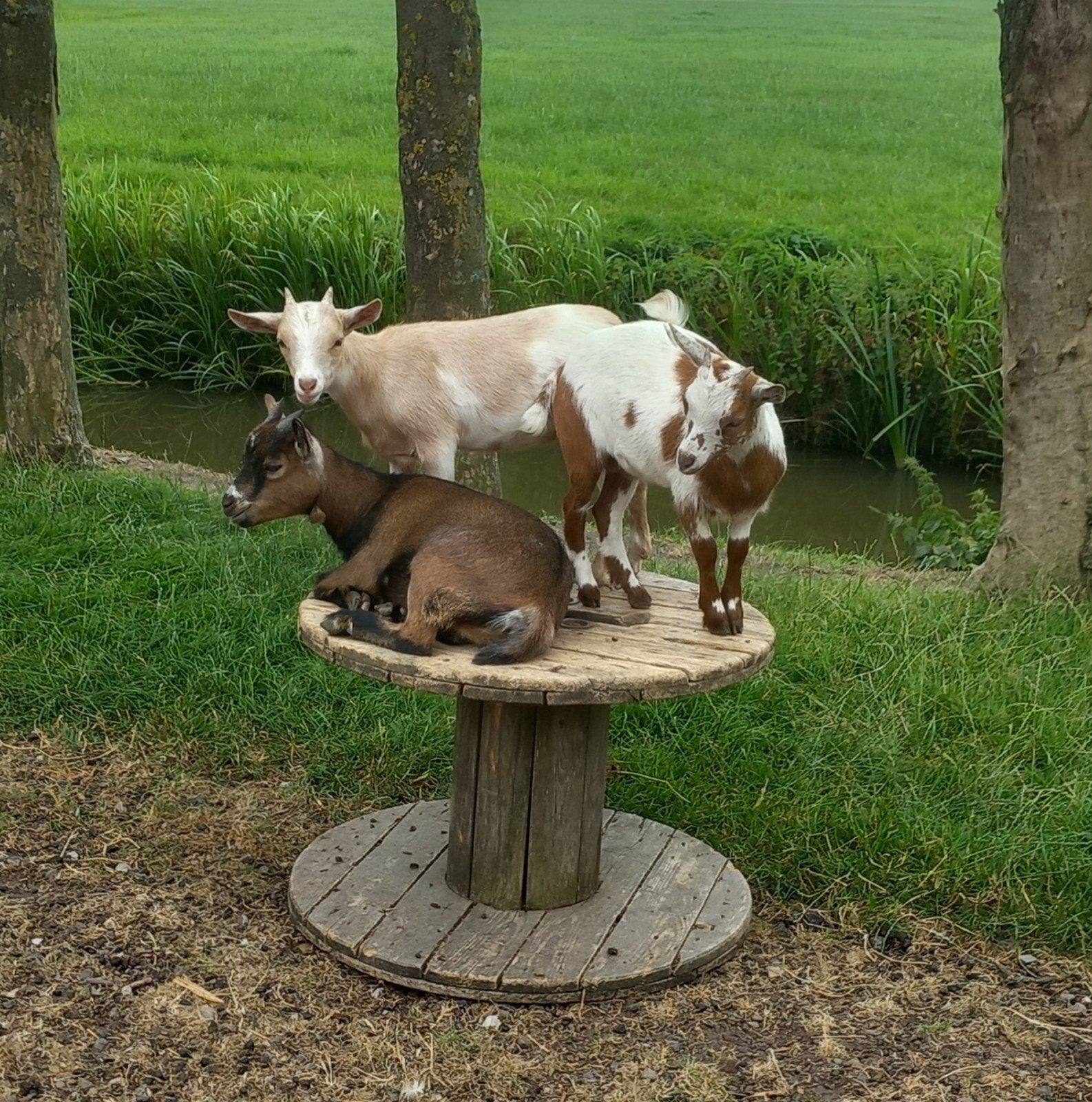 Leuke dwerggeitjes, Dieren en Toebehoren, Vrouwelijk, Geit, 0 tot 2 jaar