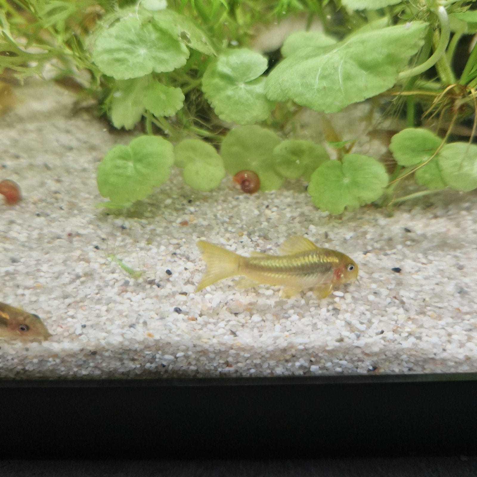 3 x greenstripe corydoras samen voor €19,50, Vis, Zoetwatervis, Schoolvis
