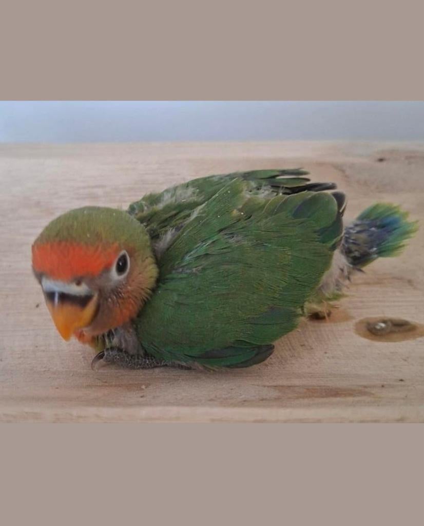 Jonge dwergpapegaai 7 weken, Dieren en Toebehoren, Vogels | Parkieten en Papegaaien, Geslacht onbekend, Dwergpapegaai of Agapornis