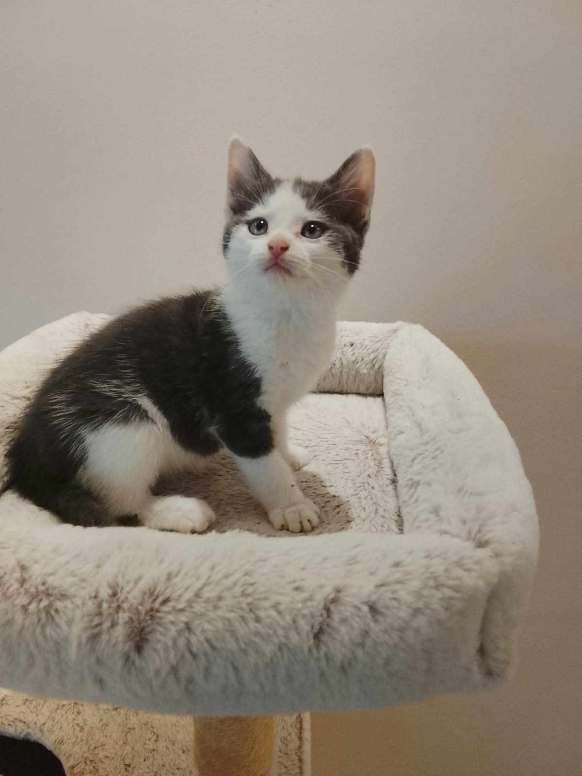 Lieve Kruising Ragdoll kittens, Meerdere dieren, Kortharig, 0 tot 2 jaar