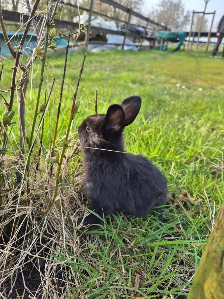 Konijnen lotharinger, Dieren en Toebehoren, Konijnen, Meerdere dieren, Groot, 0 tot 2 jaar